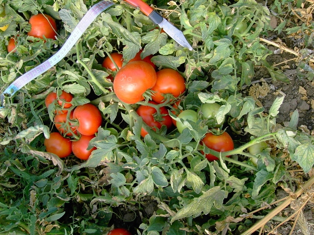 Titan tomato bushes