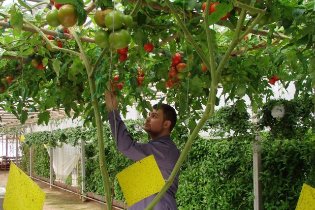 nypa ett tomatträd