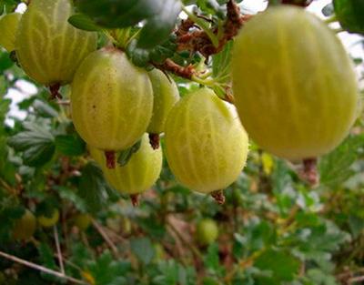 gooseberry belarusian asukal