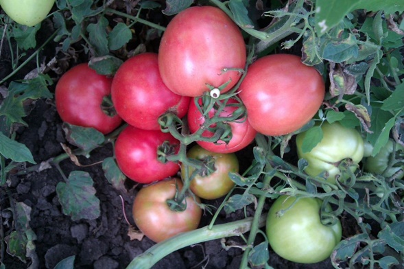 tomato bushes apparently invisible