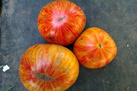 Tomate König der Schönheit auf dem Tisch