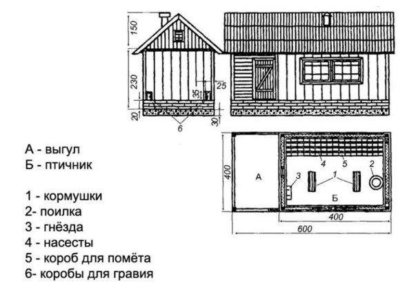 conditions pour élever des dindes à la maison