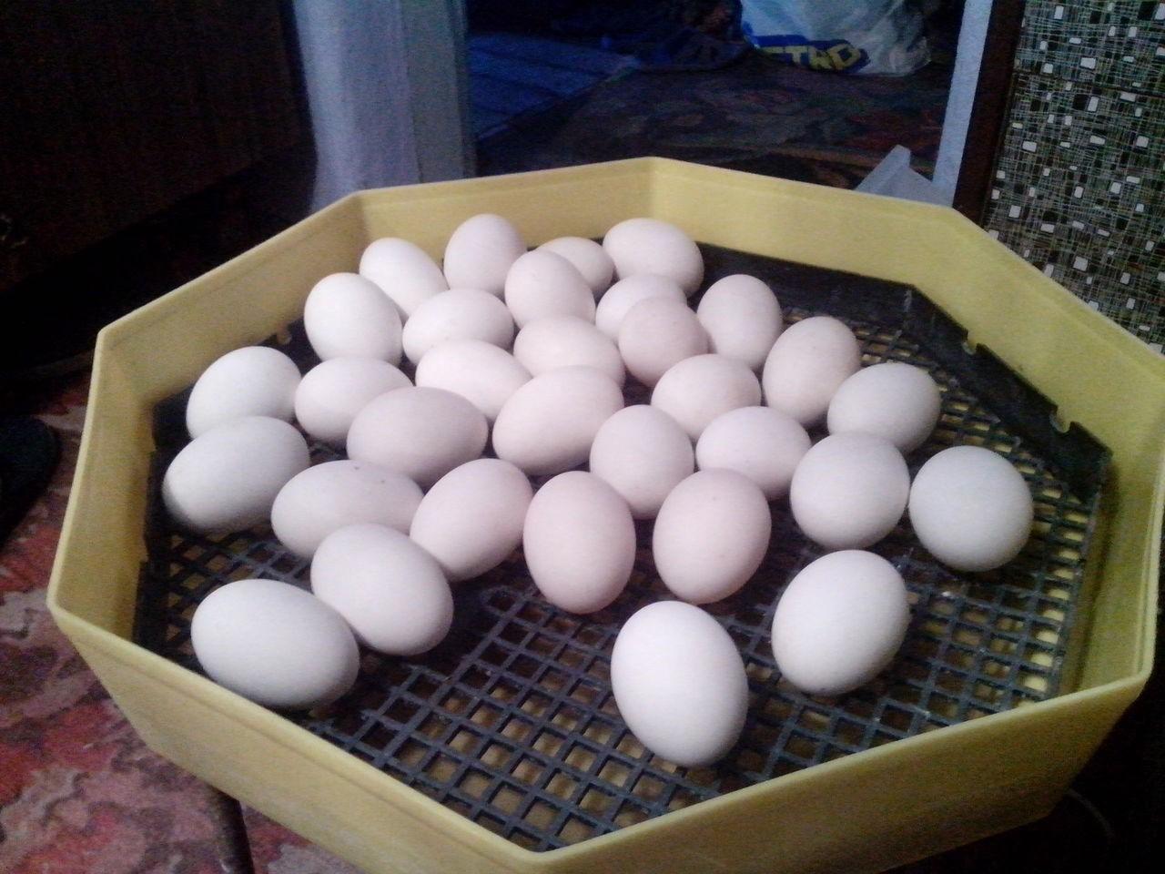 Indo kachní vejce