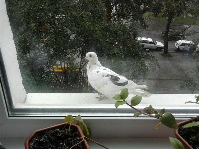 Vögel werden von Leckereien in der Wohnung angezogen