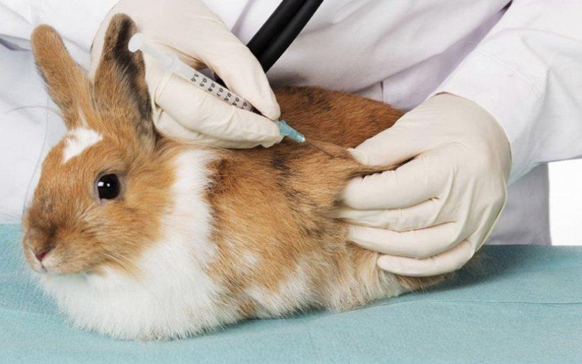 rabbit vaccination