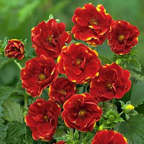 giống terry cinquefoil