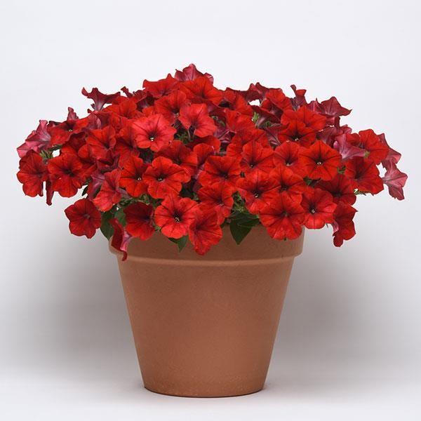 petunia roja