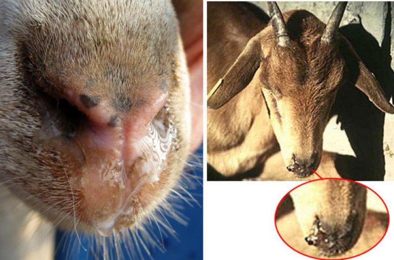 piroplasmosis in goats