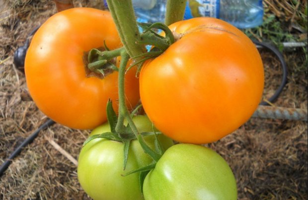 Honig rettete Tomaten im Garten