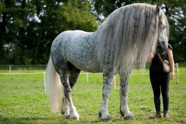 Percheron-paard