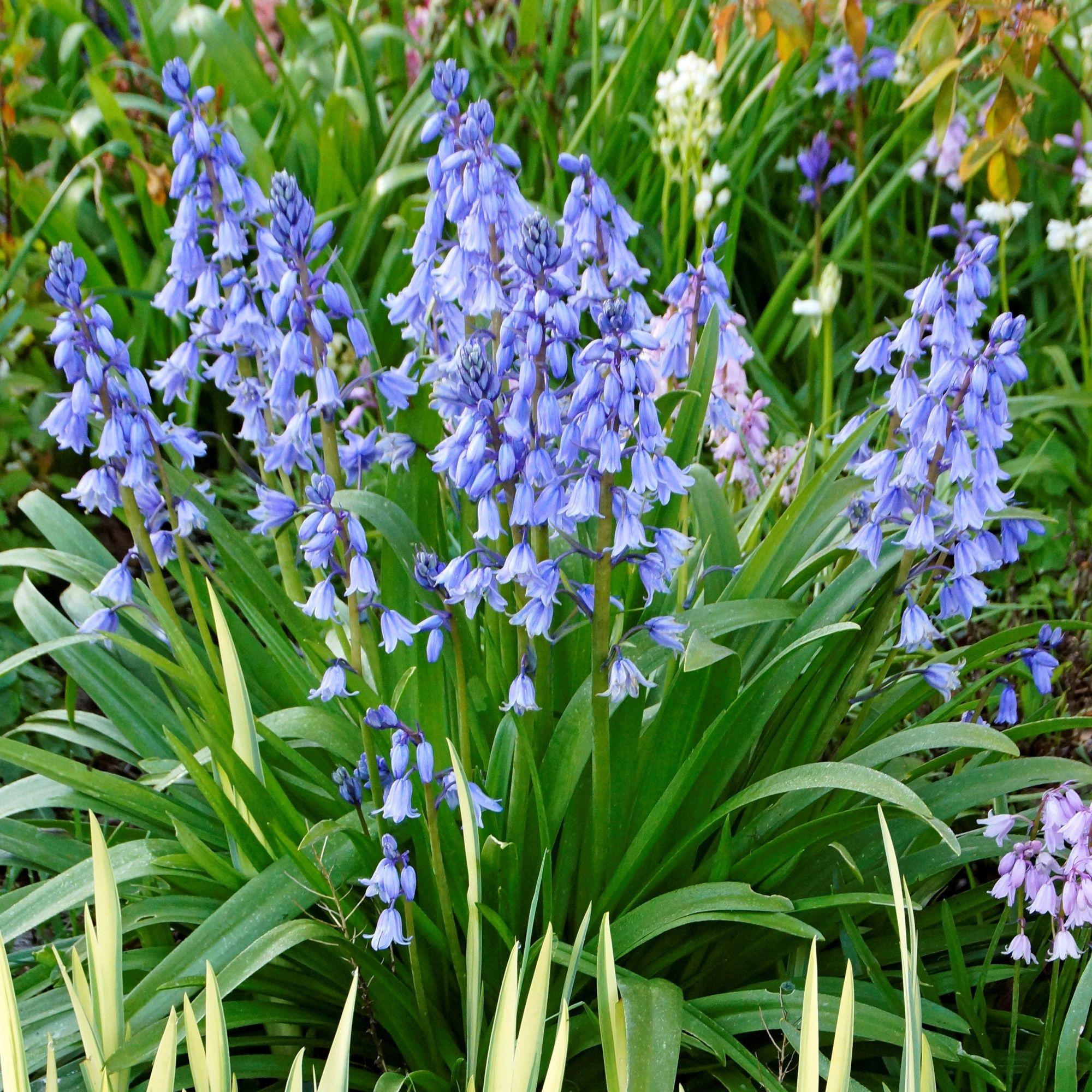 TOP 60 Frühlings-Primelblumen mit Namen, Beschreibungen und Auswahlmöglichkeiten