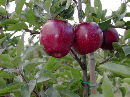 appelboom rood heerlijk