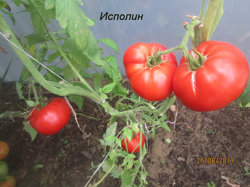 variedade de tomate gigante