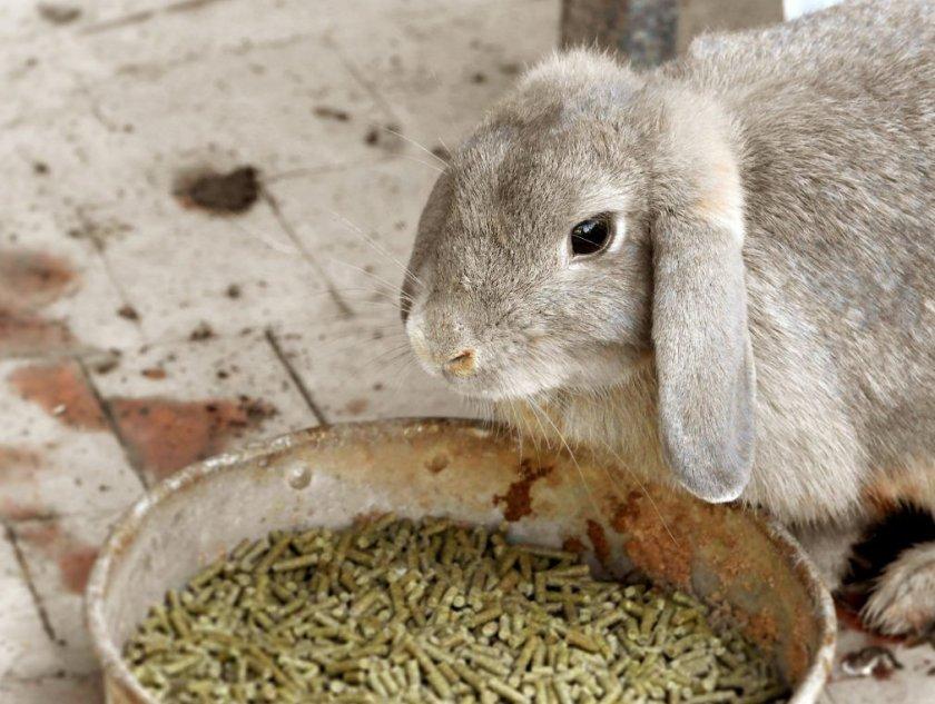 alimento para conejos