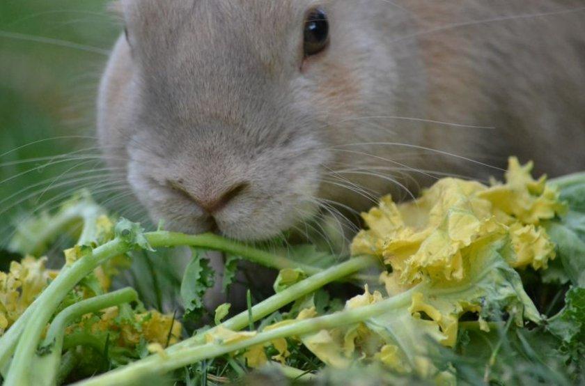 alimentando al conejo