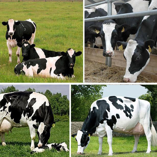 History and description of the Dutch breed of cows, their characteristics and contents