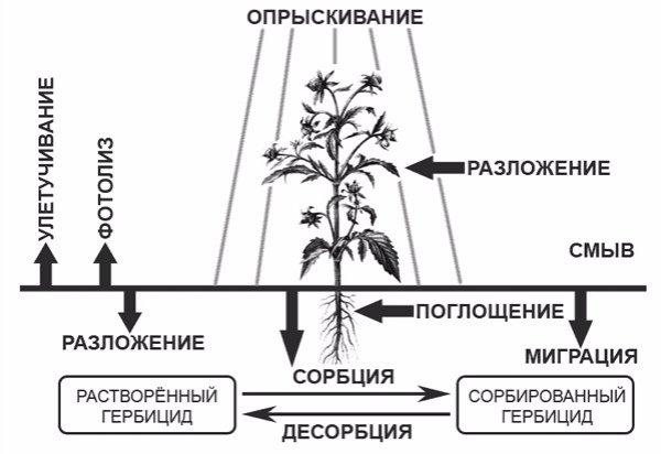 pagkalkula ng herbicide 