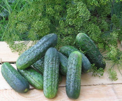 vzhled okurky Cucumber Atlantis f1