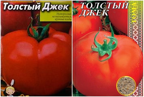 Graines de tomates Fat Jack