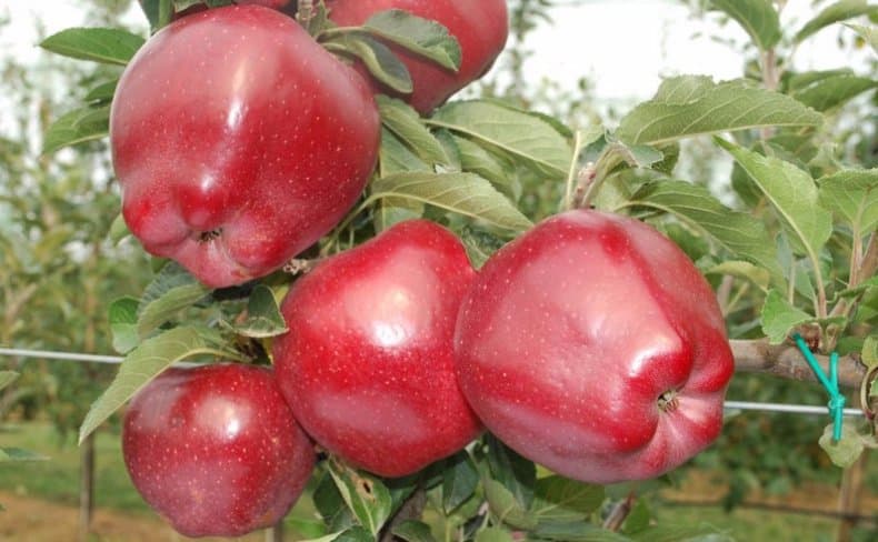 červená hlavní jablka