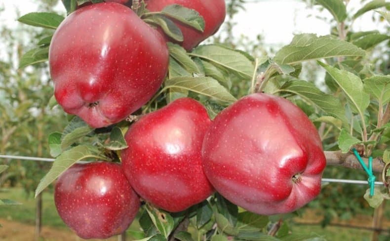 pommes rouges en chef