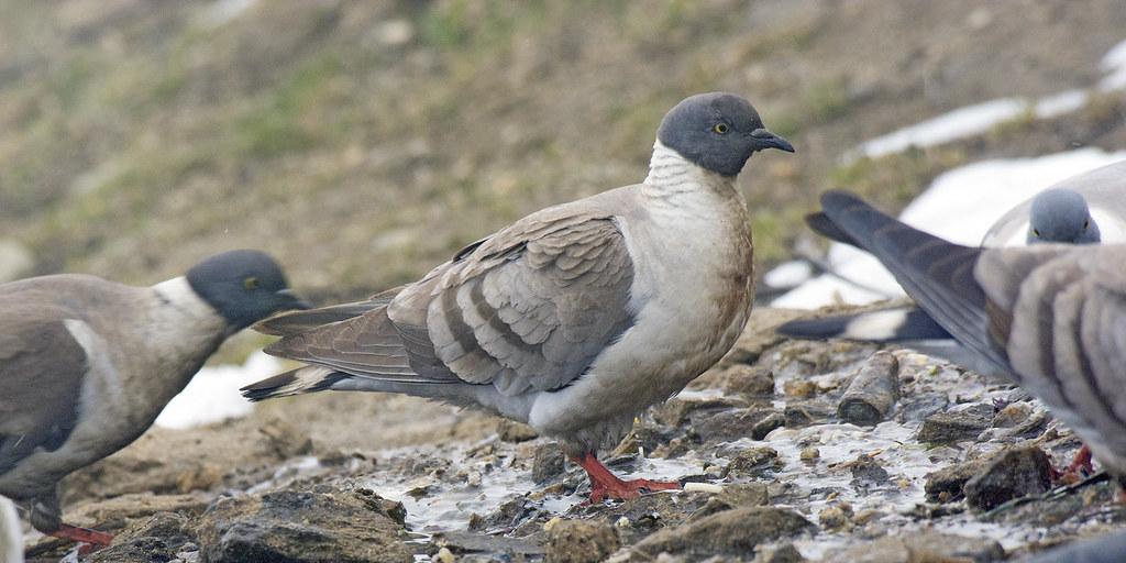 Pigeon à poitrine blanche