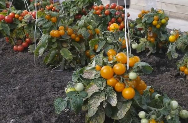 standard tomatoes in the garden