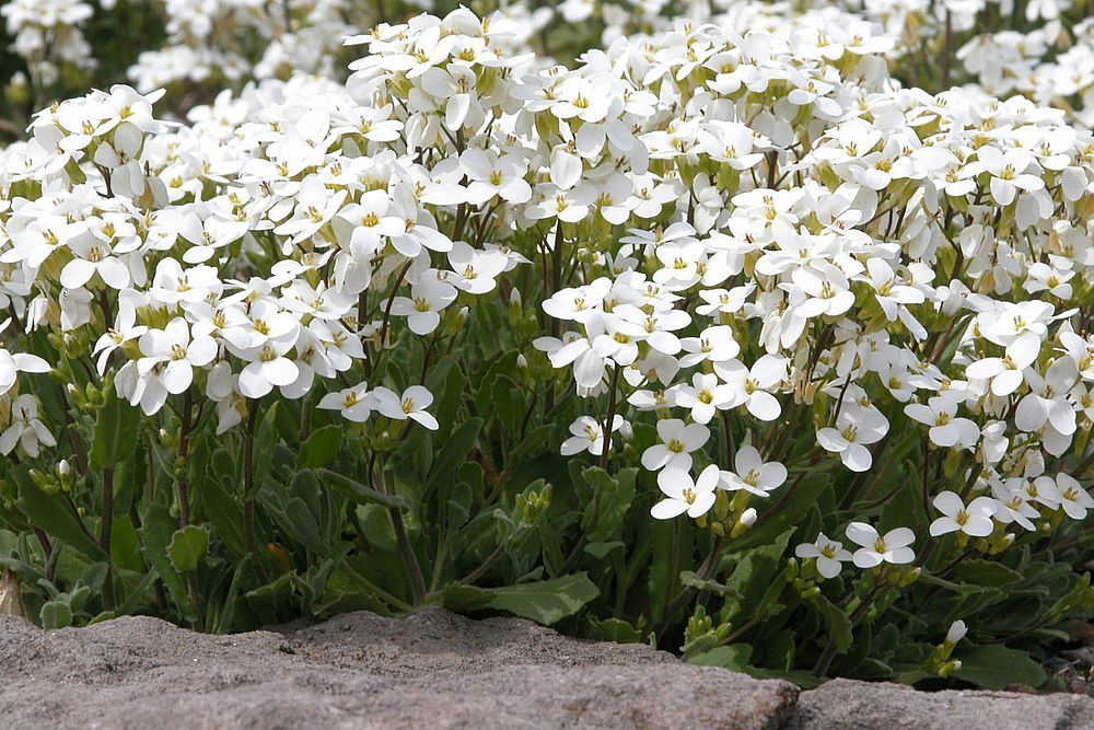 TOP 60 květin jarních petrklíčů se jmény, popisy a jaké vybrat