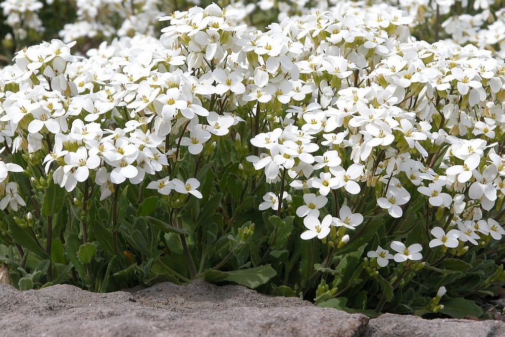 TOP 60 Frühlings-Primelblumen mit Namen, Beschreibungen und Auswahlmöglichkeiten