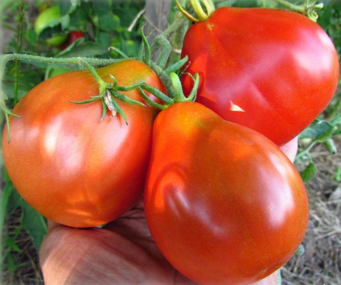 Japanische Tomate in der Hand