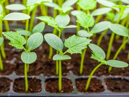 plants de concombre en boîtes