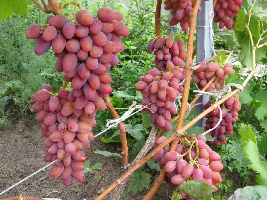 uvas arqueadas