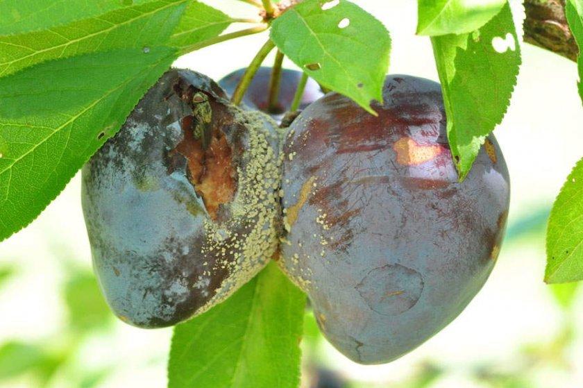 monilióza peckovitých plodů (šedá hniloba)