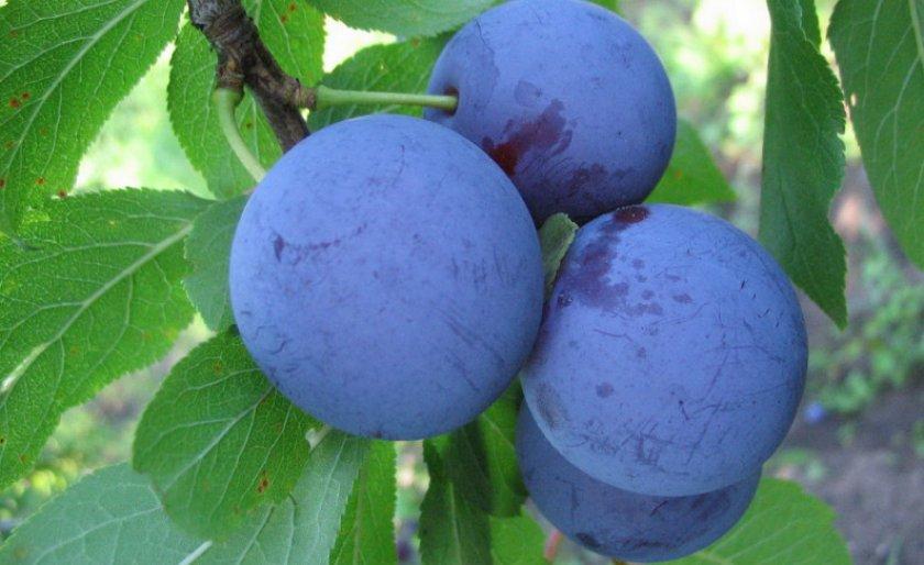 plum eurasia