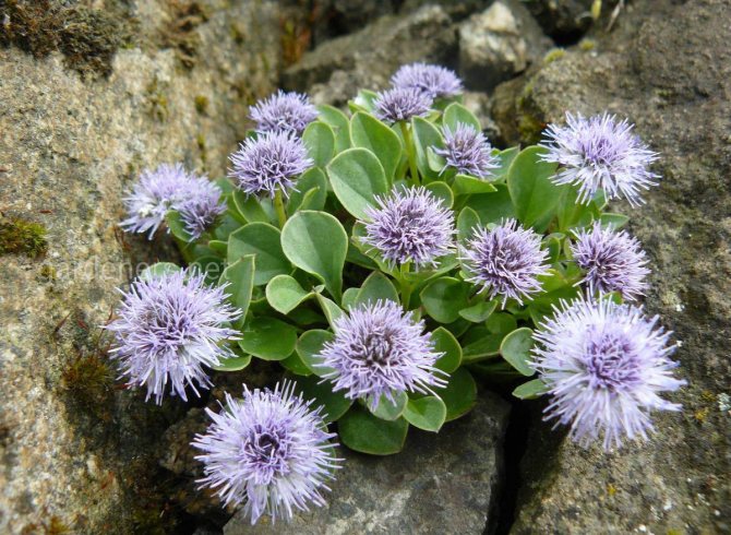 TOP 60 Frühlings-Primelblumen mit Namen, Beschreibungen und Auswahlmöglichkeiten