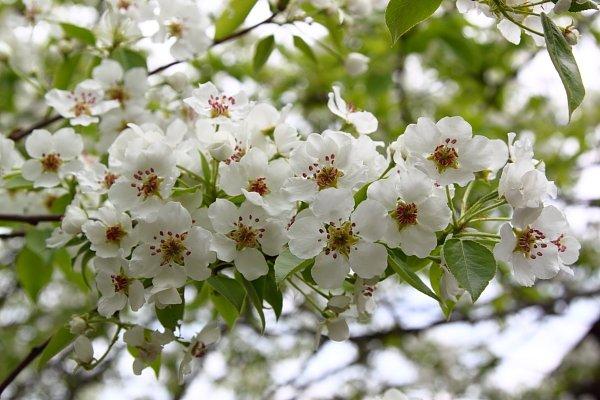 flors de prunera 