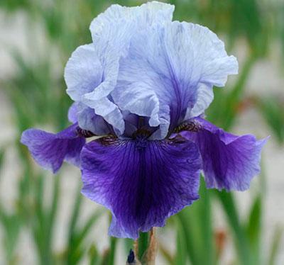 irises Blashes