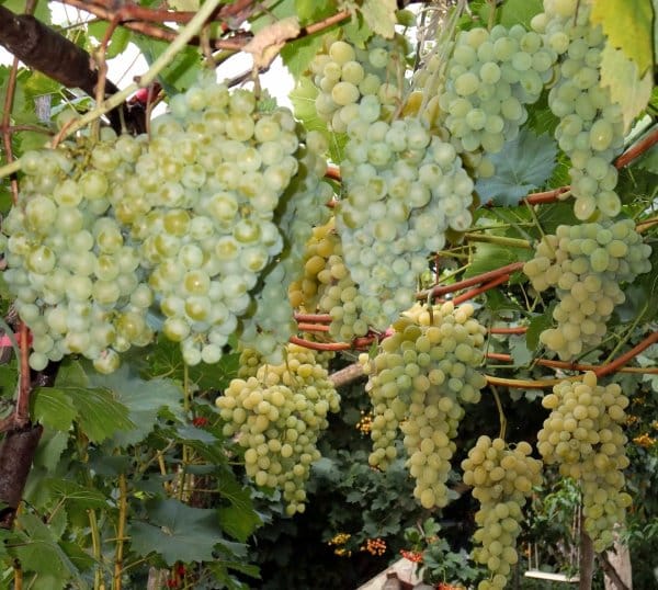 uvas blancas milagrosas