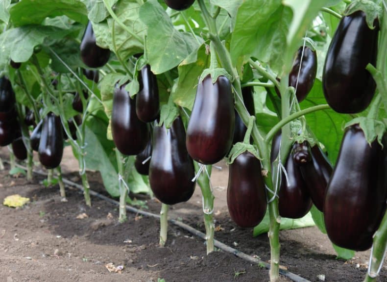 aubergine epos