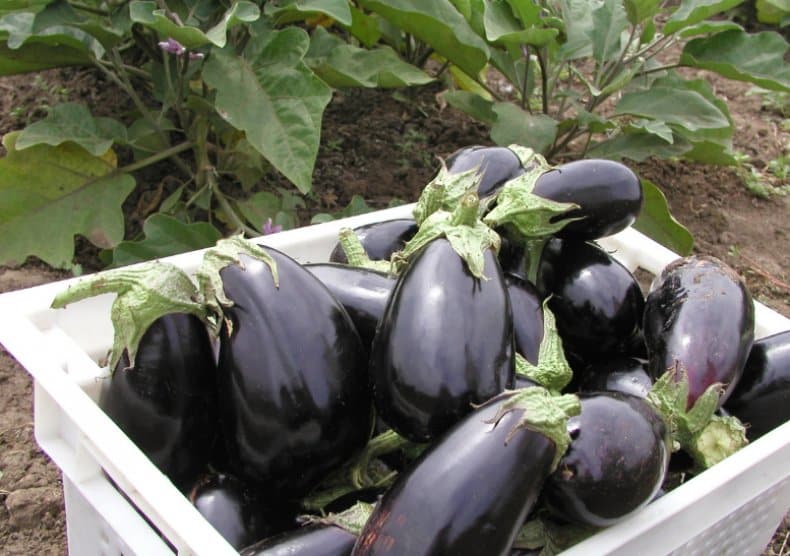 aubergine plukken