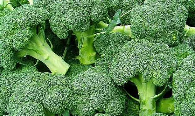 čerstvá brokolice