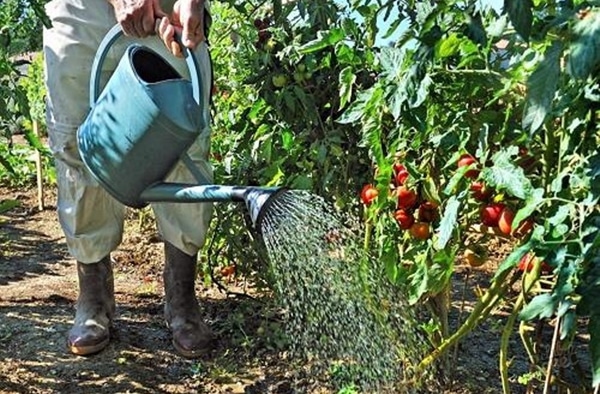 zalévání rajčat na zahradě