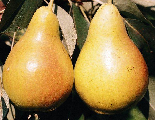 Chizhovskaya pear