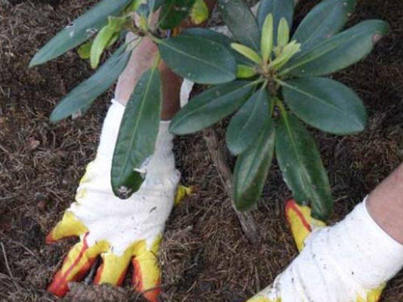 rhododendrons planting