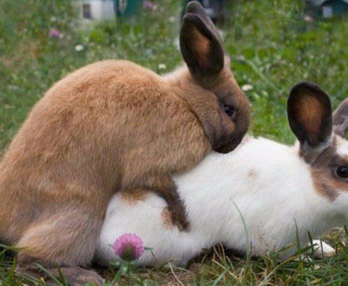 rabbits mating