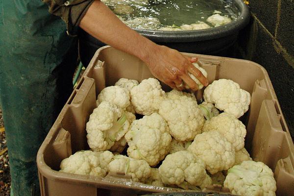 cauliflower