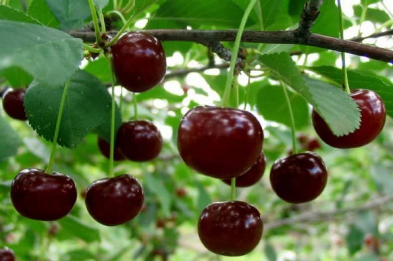 Ashinsky cherry