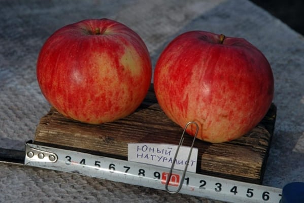 Äpfel der Sorte Young Naturalist auf dem Tisch