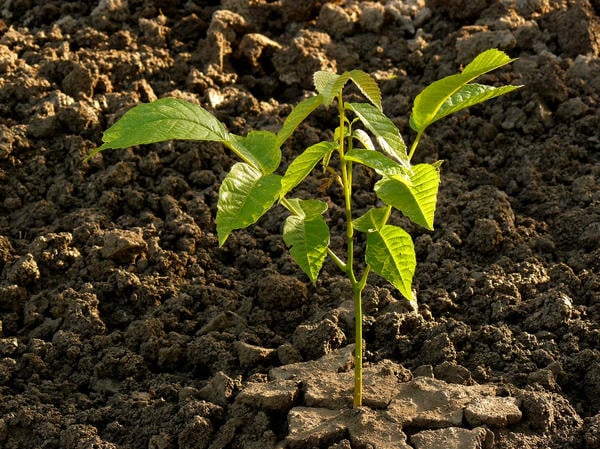 hoe een walnoot te planten