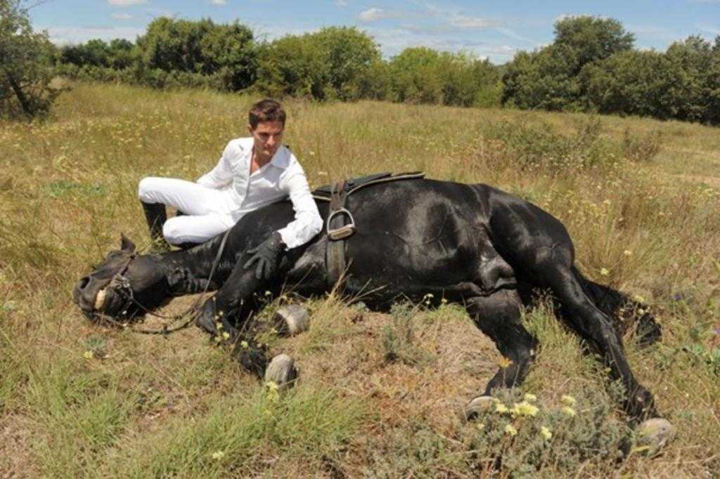 o cavalo está doente